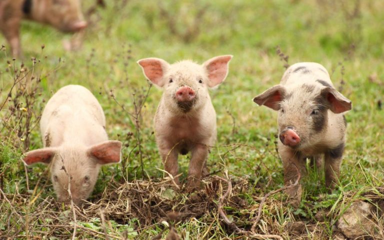 8 Last-Minute Gifts That Help Farmed Animals