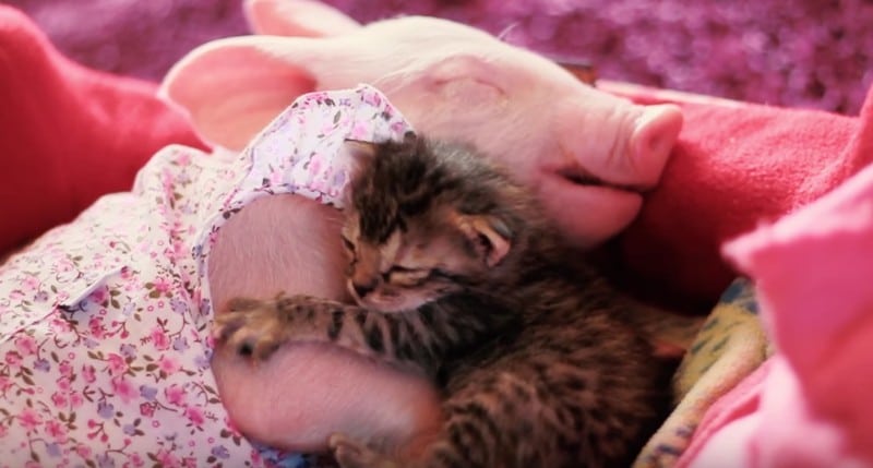 Heartwarming Video: Precious Baby Animals Get the Love They Deserve