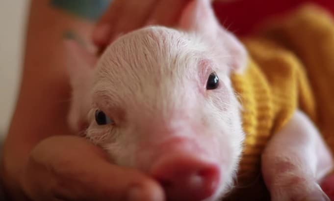 Precious Piglet Regains the Will to Live Thanks to Her Rescuers (VIDEO)