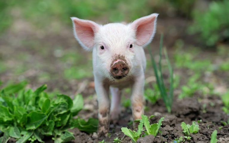 6 Books That Will Change the Way You See Farmed Animals