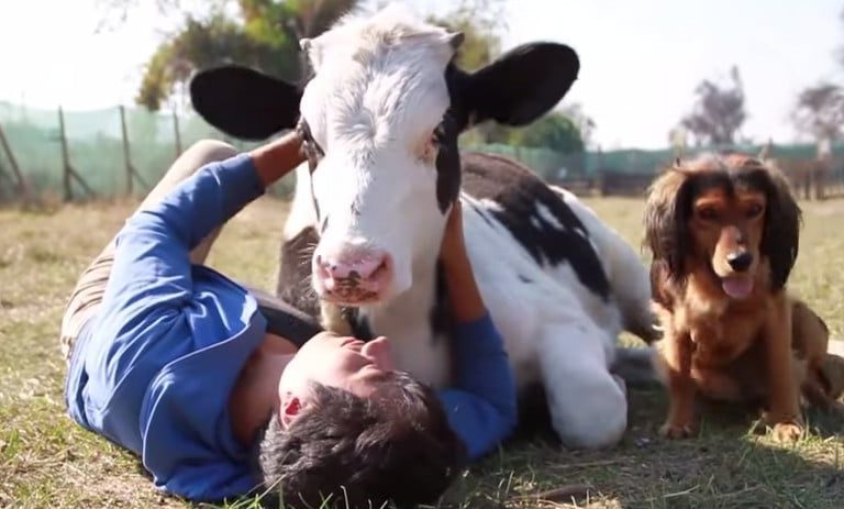 Precious Calf Snuggling His Guardian Will Warm Your Heart