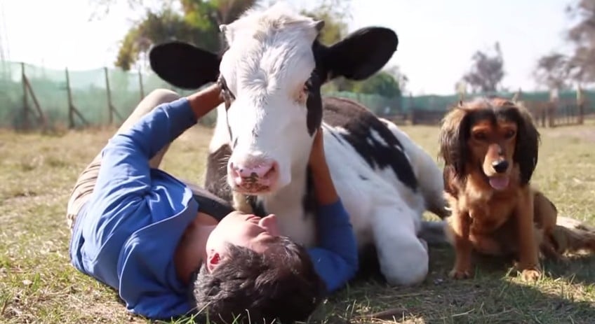Precious Calf Snuggling His Guardian Will Warm Your Heart
