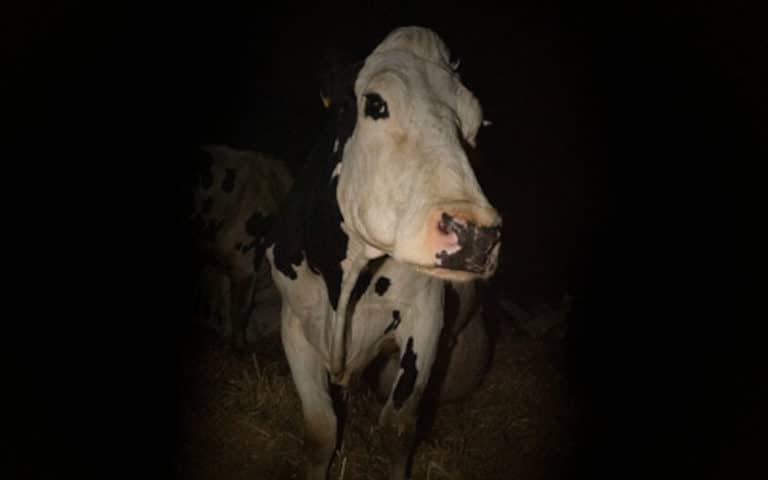 New Documentary Cow Brings Cannes Film Festival Audiences to Tears