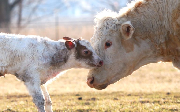 8 Incredible Facts That Prove Cows Are Too Sweet to Eat