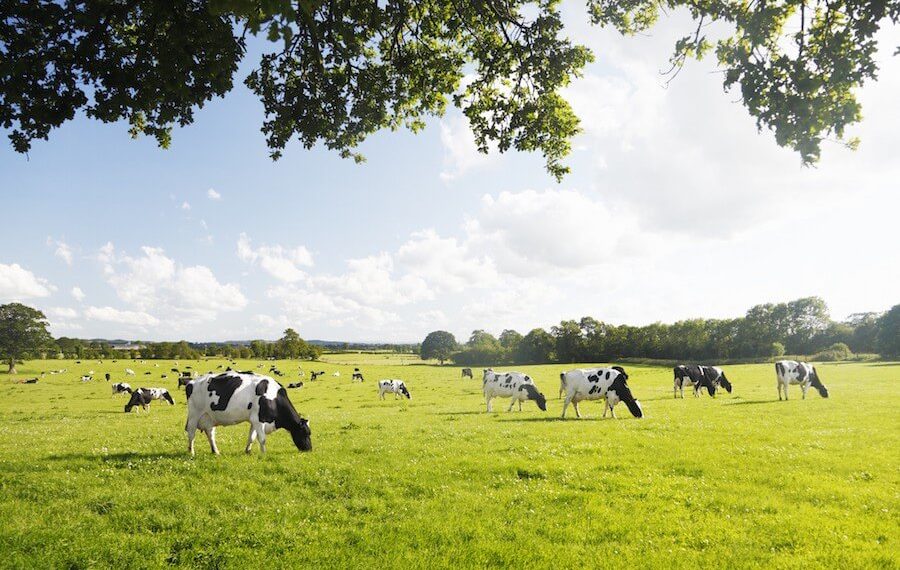 WOW!! The Herbivorous Butcher Will Open Their Own Farmed Animal Sanctuary