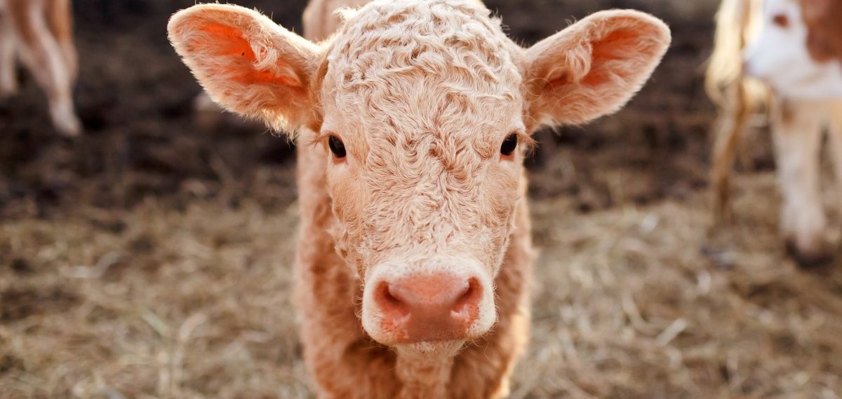 8 Foolproof Tips That’ll Help You Ditch Dairy and Eggs