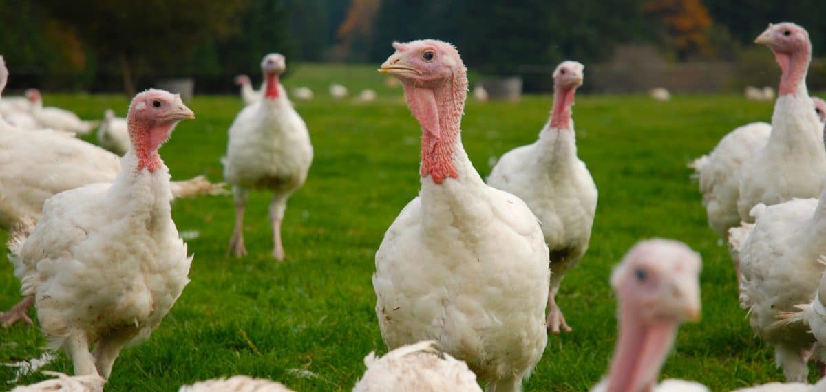 Here Are 8 Frozen Turkeys That Are Actually Humane