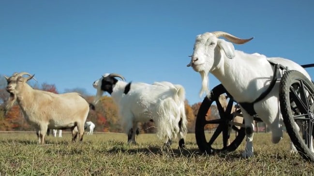 VIDEO: Disabled Rescue Animals Get a Second Chance at Life