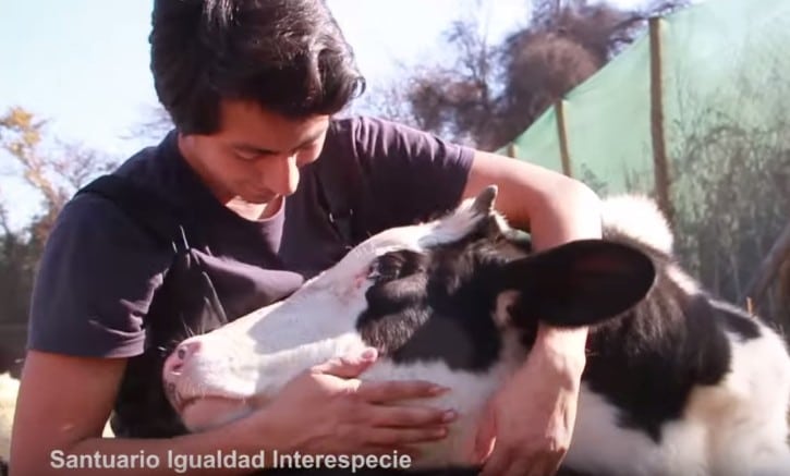Heartwarming Video: Rescued Cows Start the Day With Love From Their Caretaker