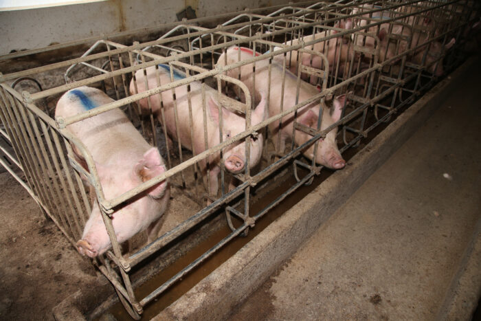 A row of pigs in gestation crates at factory farm.