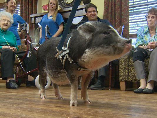 Therapy Pigs Give Alzheimer’s Patients Some Needed Love