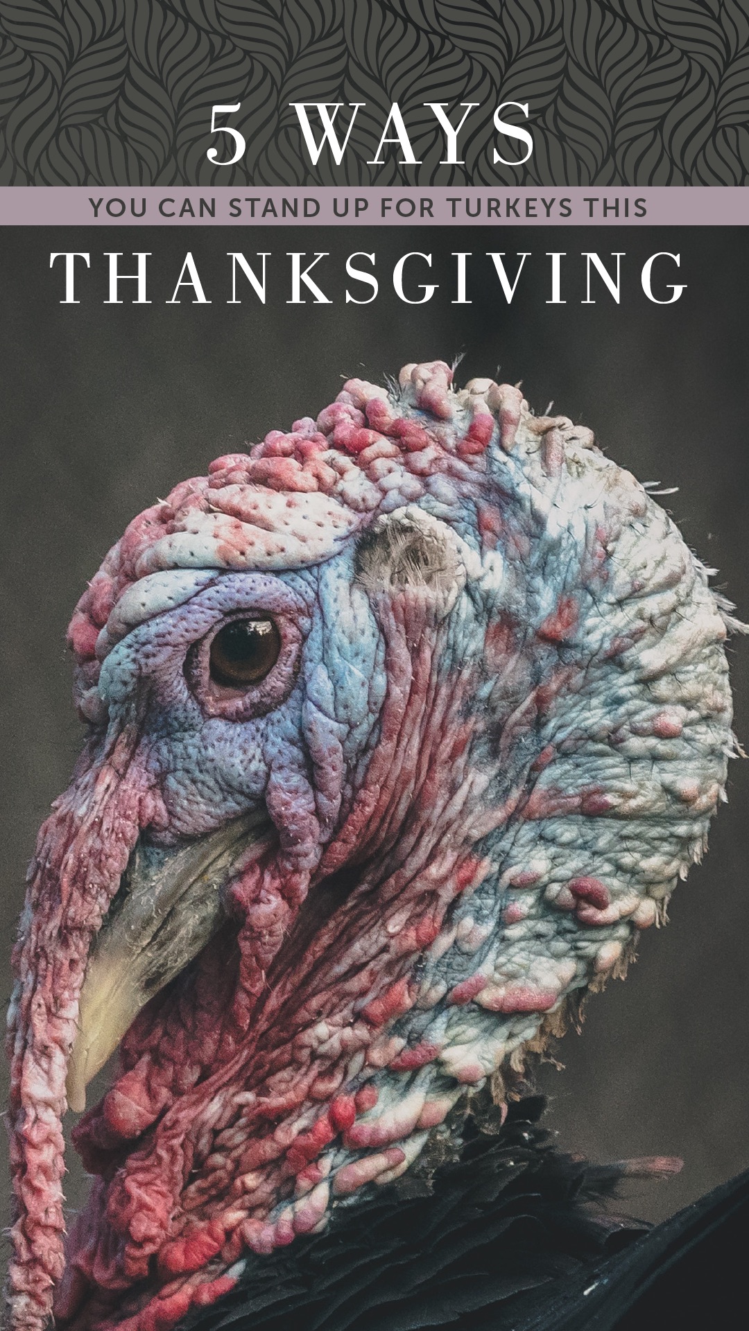 5 Ways You Can Stand Up for Turkeys This Thanksgiving