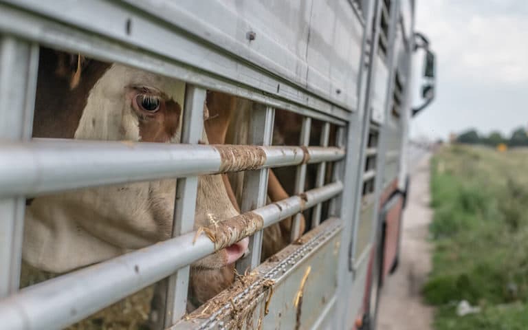 New Film Details Animals’ Harrowing Journey to Slaughter