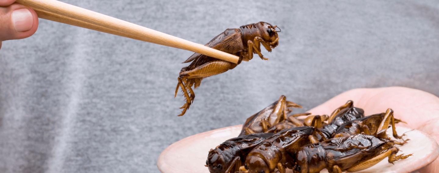 15 Plant-Based Sources of Protein That Aren’t Insects