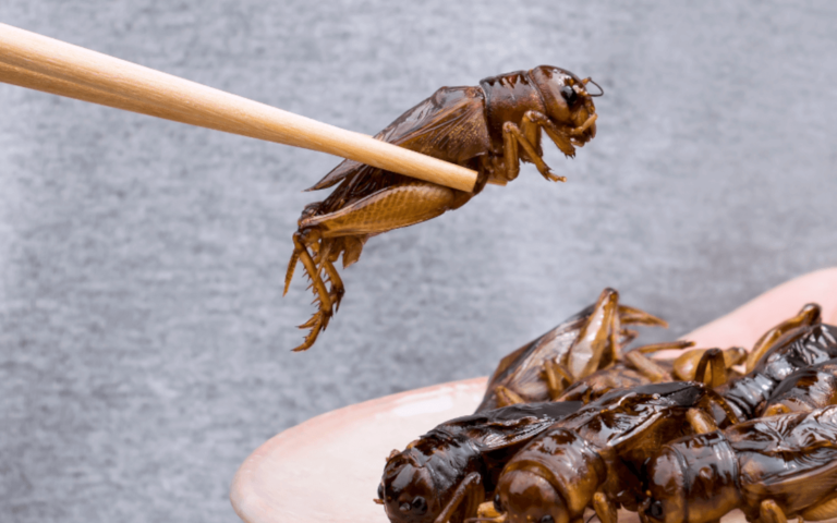 15 Plant-Based Sources of Protein That Aren’t Insects