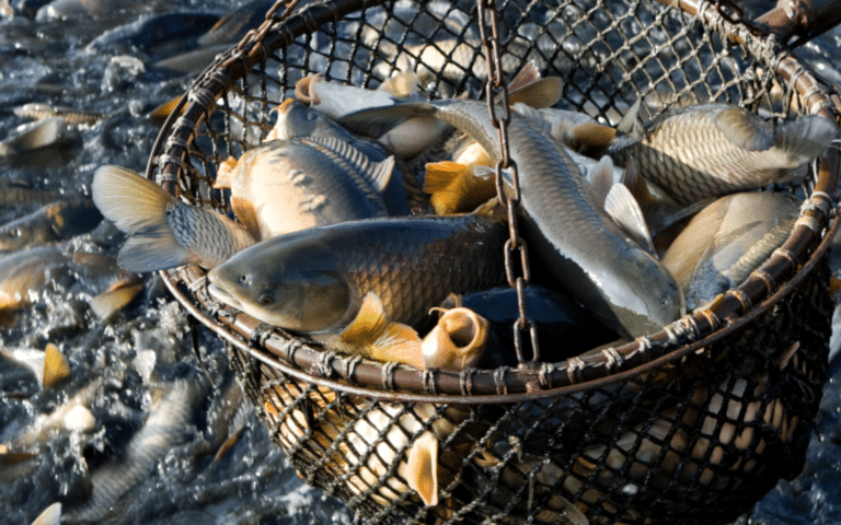 New Netflix Documentary Exposes Devastation of Global Fishing Industry