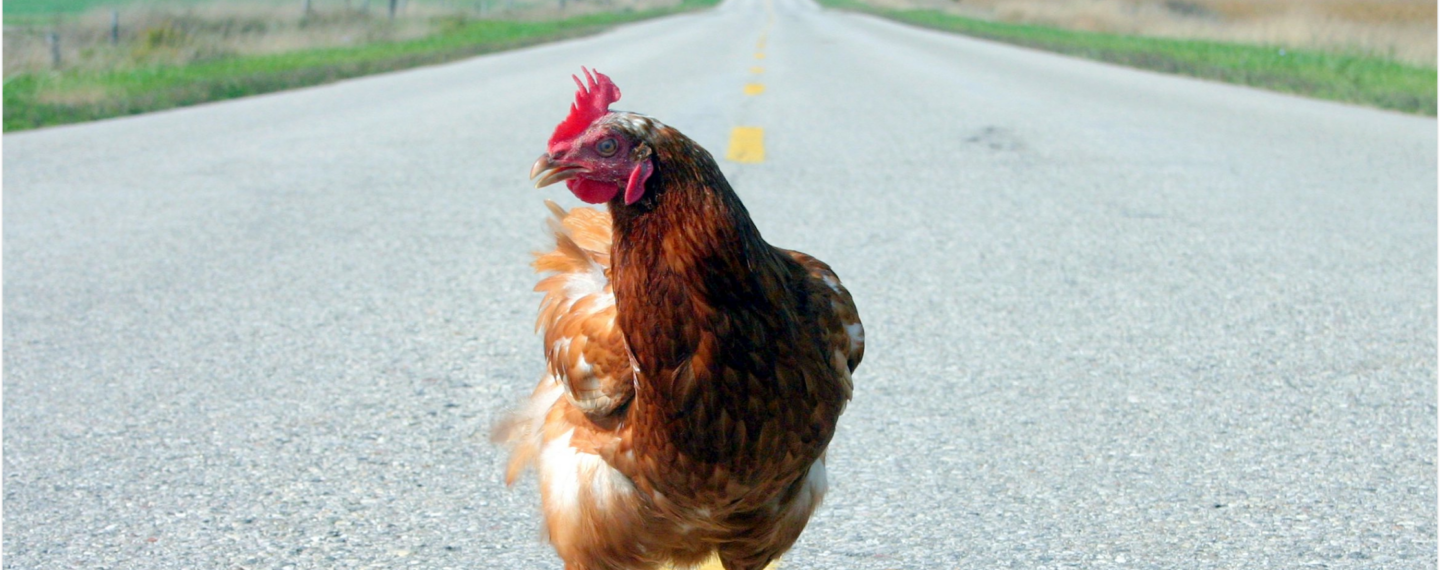 200 Chickens Who Fell from a Truck Rescued by Dog and Cat Shelter