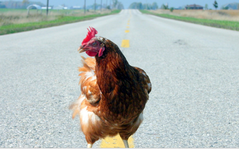 200 Chickens Who Fell from a Truck Rescued by Dog and Cat Shelter