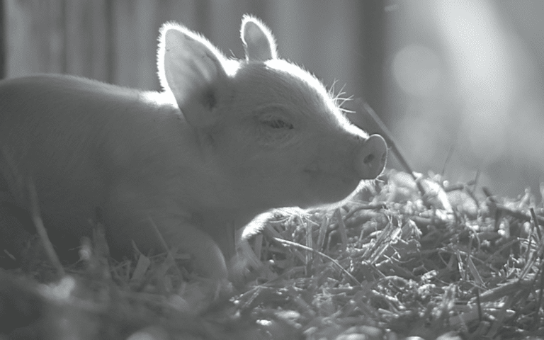 Critics Are Raving About Gunda, a New Film Executively Produced by Joaquin Phoenix