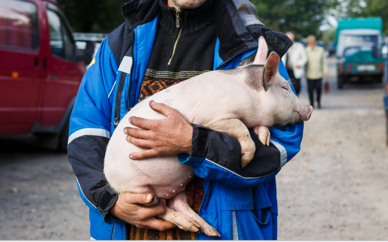 Firehouse Goes Pork-Free After Adopting Penny the Fire Pig