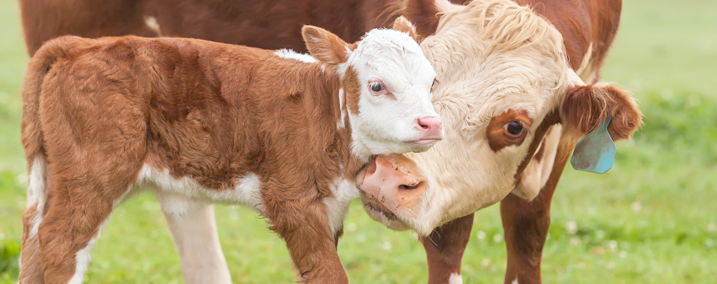In Honor of Mother’s Day: 5 Animal Moms With Their Babies