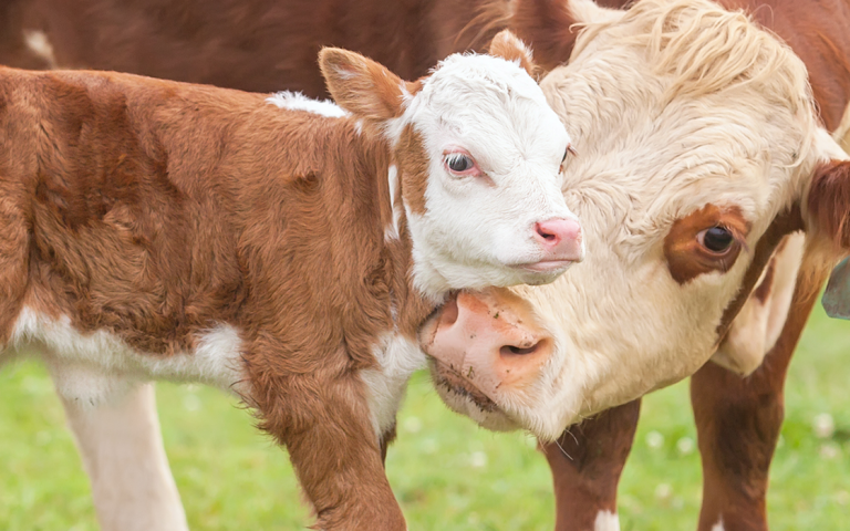 In Honor of Mother’s Day: 5 Animal Moms With Their Babies