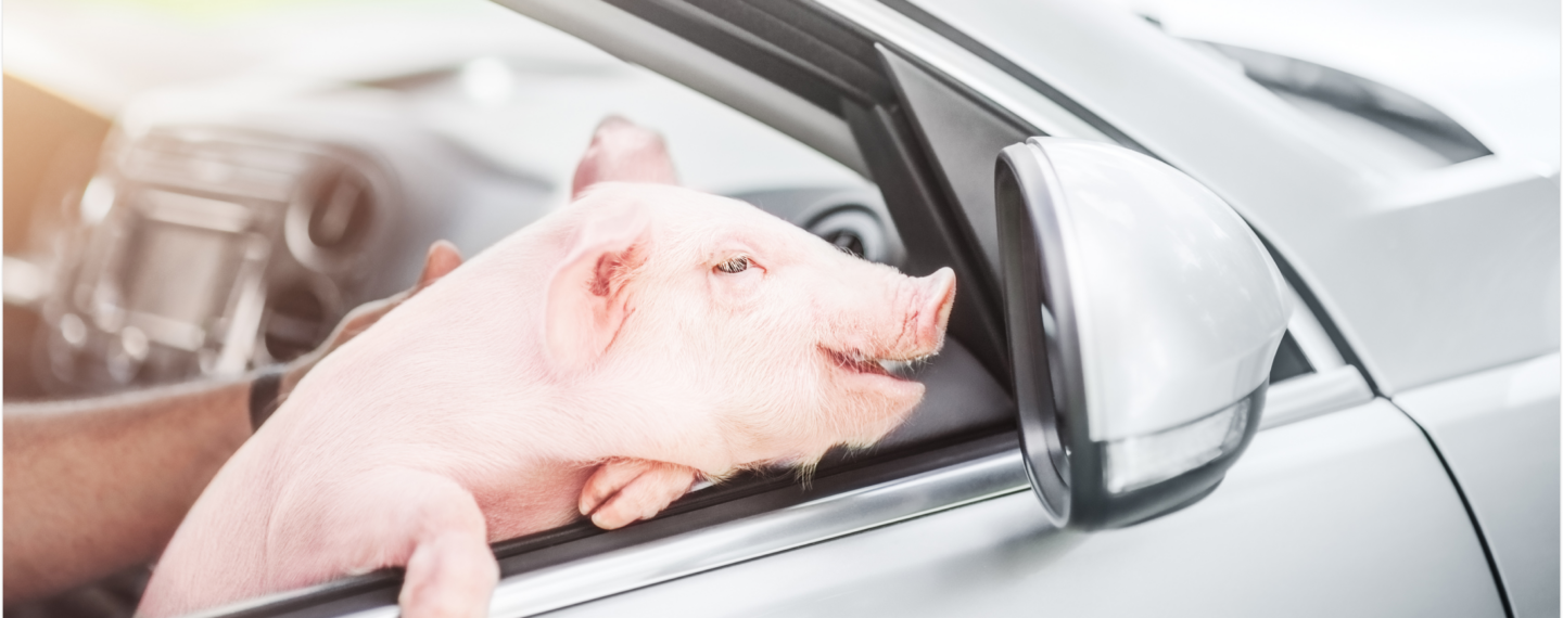 Tiny Piglet Tumbles off Truck and Is Rescued by Compassionate Drivers
