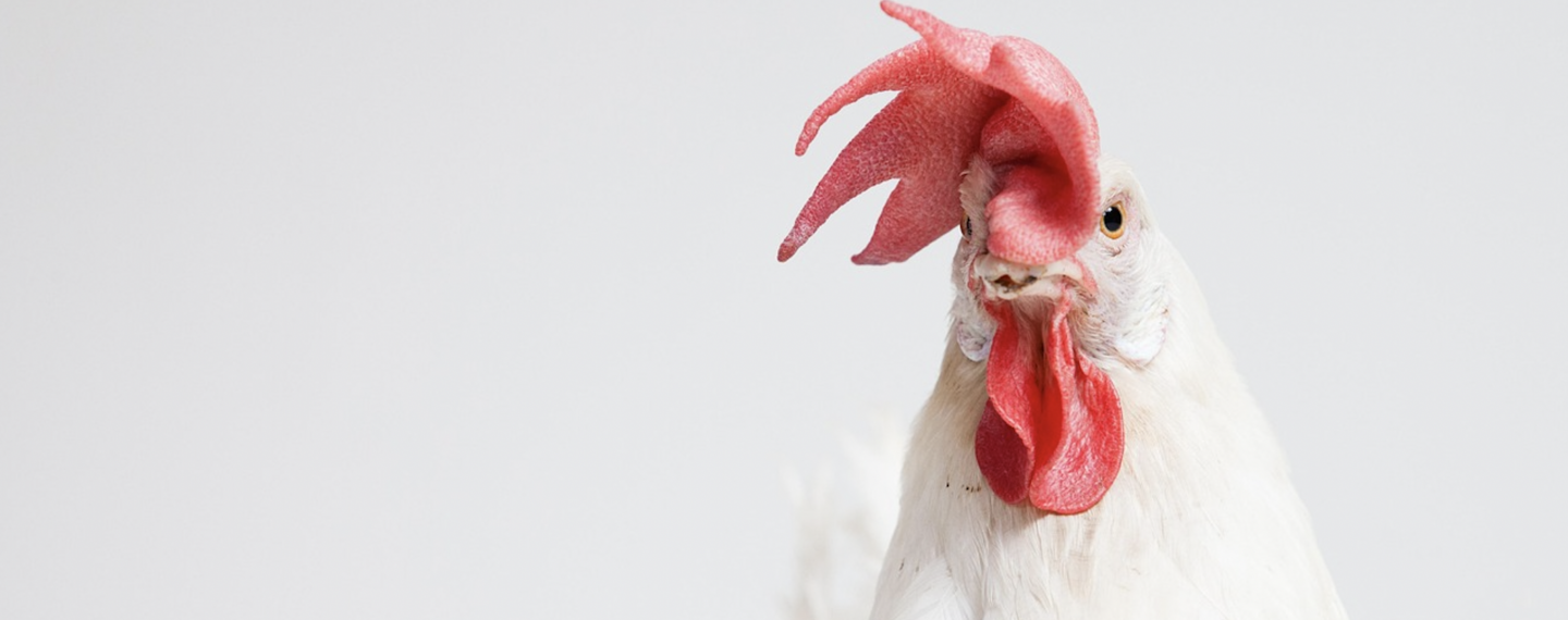 PROGRESS: Popular Breakfast Chain Eggsmart Switches to Cage-Free Eggs